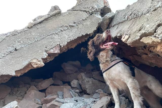 Hero dog - six-year-old Springer Spaniel search and rescue dog Davey is to be recognised with a special award from the International Fund for Animal Welfare Awards (IFAW) at the BAFTA, London, for saving lives following Turkey’s devastating earthquakes earlier this year