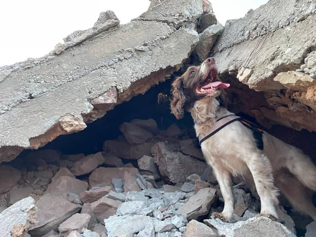 Hero dog - six-year-old Springer Spaniel search and rescue dog Davey is to be recognised with a special award from the International Fund for Animal Welfare Awards (IFAW) at the BAFTA, London, for saving lives following Turkey’s devastating earthquakes earlier this year