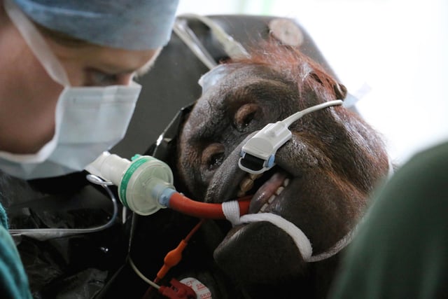 In 2015, Vicky, the zoo's 32 year old Bornean orangutan, successfully underwent double surgery for the first time in UK history. The operations were performed by leading human and animal medical experts to alleviate severe congestion caused by chronic sinusitis and air sacculitis.