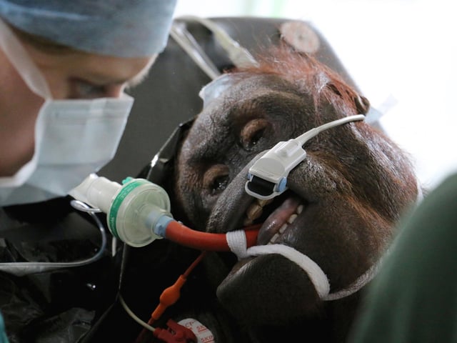 In 2015, Vicky, the zoo's 32 year old Bornean orangutan, successfully underwent double surgery for the first time in UK history. The operations were performed by leading human and animal medical experts to alleviate severe congestion caused by chronic sinusitis and air sacculitis.