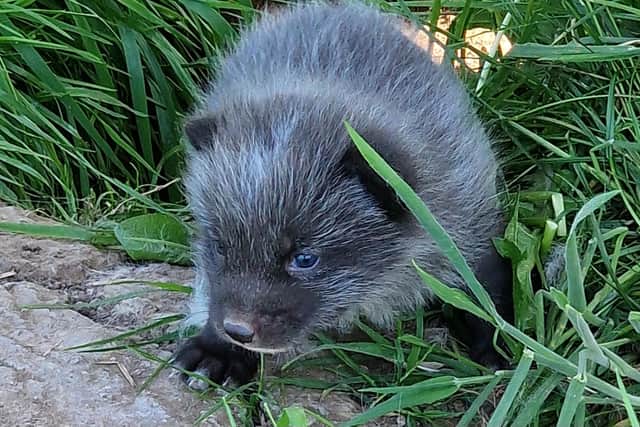 The first Arctic fox cub ventures out at Wild Discovery in Wrea Green