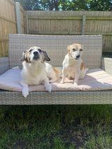 Siblings Copper and Missie.