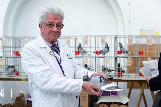 John Watson, Steward at British Homing World with a pigeon available for auction at The Solaris Centre. This year the pigeons had to be kept out of the main site, the Winter Gardens, because of bird flu precautions. Photo: Kelvin Stuttard