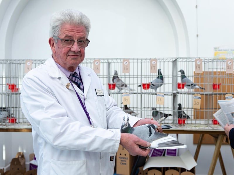 John Watson, Steward at British Homing World with a pigeon available for auction at The Solaris Centre. This year the pigeons had to be kept out of the main site, the Winter Gardens, because of bird flu precautions. Photo: Kelvin Stuttard