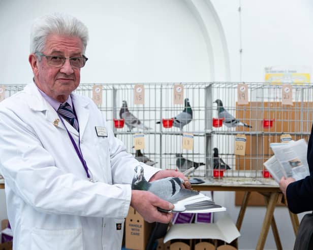 John Watson, Steward at British Homing World with a pigeon available for auction at The Solaris Centre.  This year the pigeons had to be kept out of the main site, the Winter Gardens, because of bird flu precautions. Photo: Kelvin Stuttard
