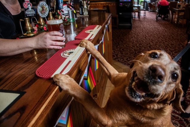Charlie, 8, a Red Fox Labrador, at the bar.