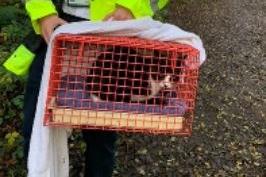 RSPCA animal rescue officer Stephen Findlow attended a large mine shaft in Callington, Cornwall, where it was discovered that a cat called Mowgli had fallen 30 metres to the bottom.
Stephen said: “The owner had been missing the cat for four days and was constantly brought to the location by her dog, as it sniffed the cat out! This is when the owner heard the calls from Mowgli and alerted us.”