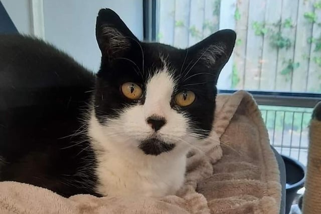 Buttons is 15! She is a very sweet senior lady who is looking for a quiet home with someone who can offer her a peaceful and slow paced life with special adopters who will give Buttons a lot of love and companionship