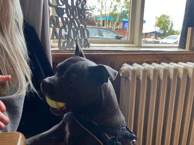 The free tennis balls for dogs are a blessing to burn off any extra calories you or your pet may have indulged in. Situated with the treats at the front of the bar, dog owners are free to pick up a ball to play with their pets on their next adventure. Zula obviously couldn't wait for her walk.