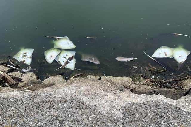 "Hundreds" of dead fish washed up at Fairhaven Lake due to "low oxygen levels" in the water (Credit: John Watson)