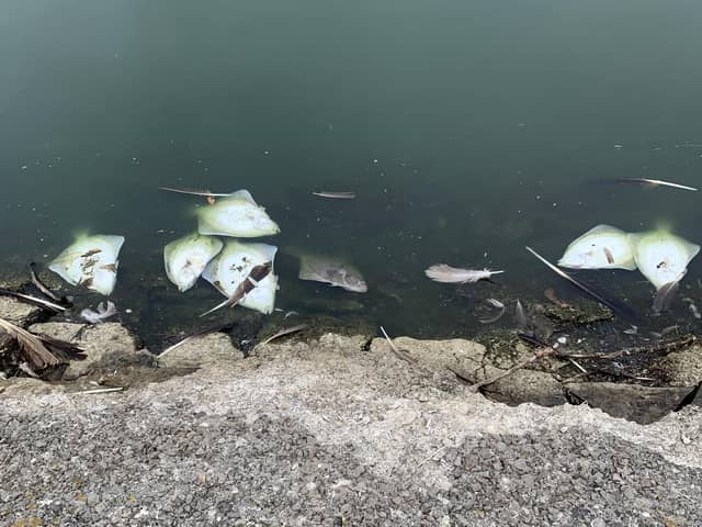 "Hundreds" of dead fish washed up at Fairhaven Lake due to "low oxygen levels" in the water (Credit: John Watson)