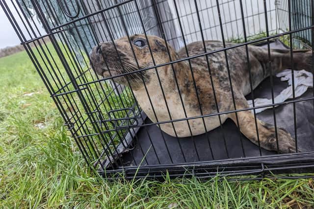 Local residents did not hesitate to come together to help rescue the seal pup (Credit: RSCPA)
