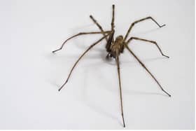 Top tips for keeping spiders out of your home during mating season