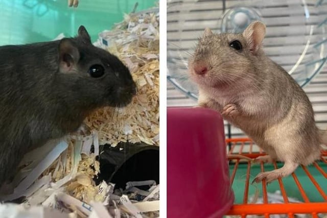 Benji (black) and Hugo have found themselves looking for a new home after their owner had a change in circumstances and could no longer car for them. They are friendly gerbils but can be incredibly fast moving so they are not suitable pets for children. They need rehoming together with a large gerbilarium