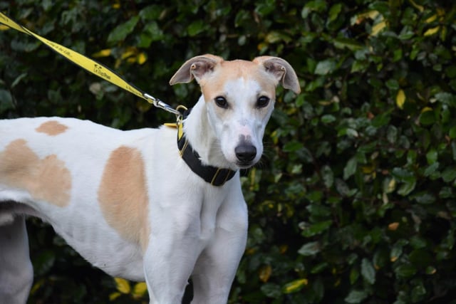 Lurcher - male - aged 1-2. Marc was a stray and needs an experienced owner who can treat him well.