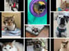 Meet the RSPCA animals including Bella and Tango currently in desperate need of forever homes