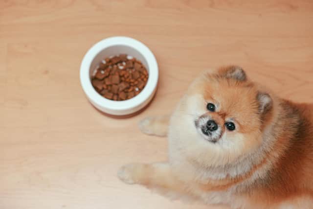 Pet food expert Adam Docherty at My Dog Food comments: "In a world with so many dog foods available to the consumer it is often hard to find the right option for your pet." Photo: Pexels