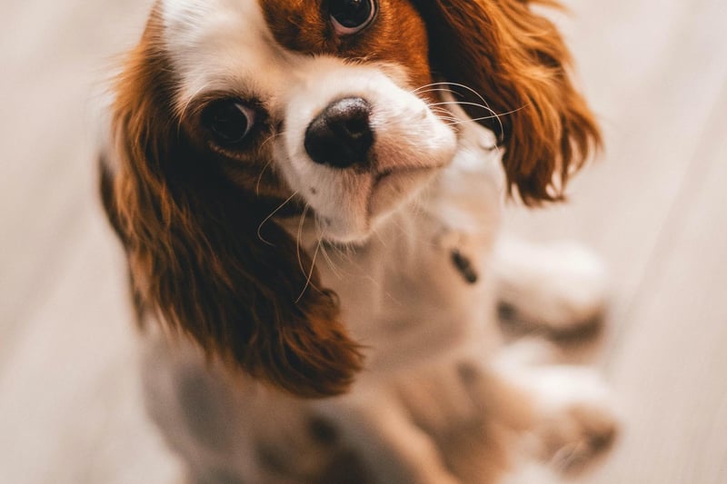 A Sprocker Spaniel is a mix between a Springer Spaniel and a Cocker Spaniel. They are incredibly intelligent and easy to train. They're loyal and good with children, making them ideal family pets