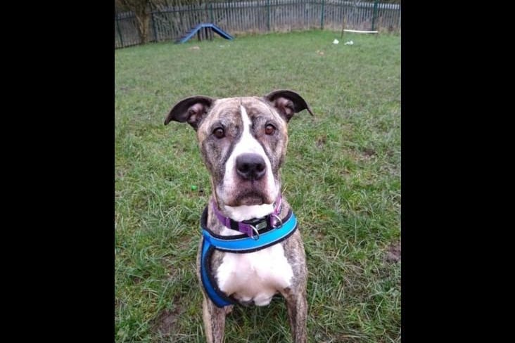 Tess is a beautiful seven-year-old Mastiff cross. She is a lovely girl who takes everything in her stride, is very independent and food driven. She is looking for a home with no other animals and can be rehomed with children aged 16+.