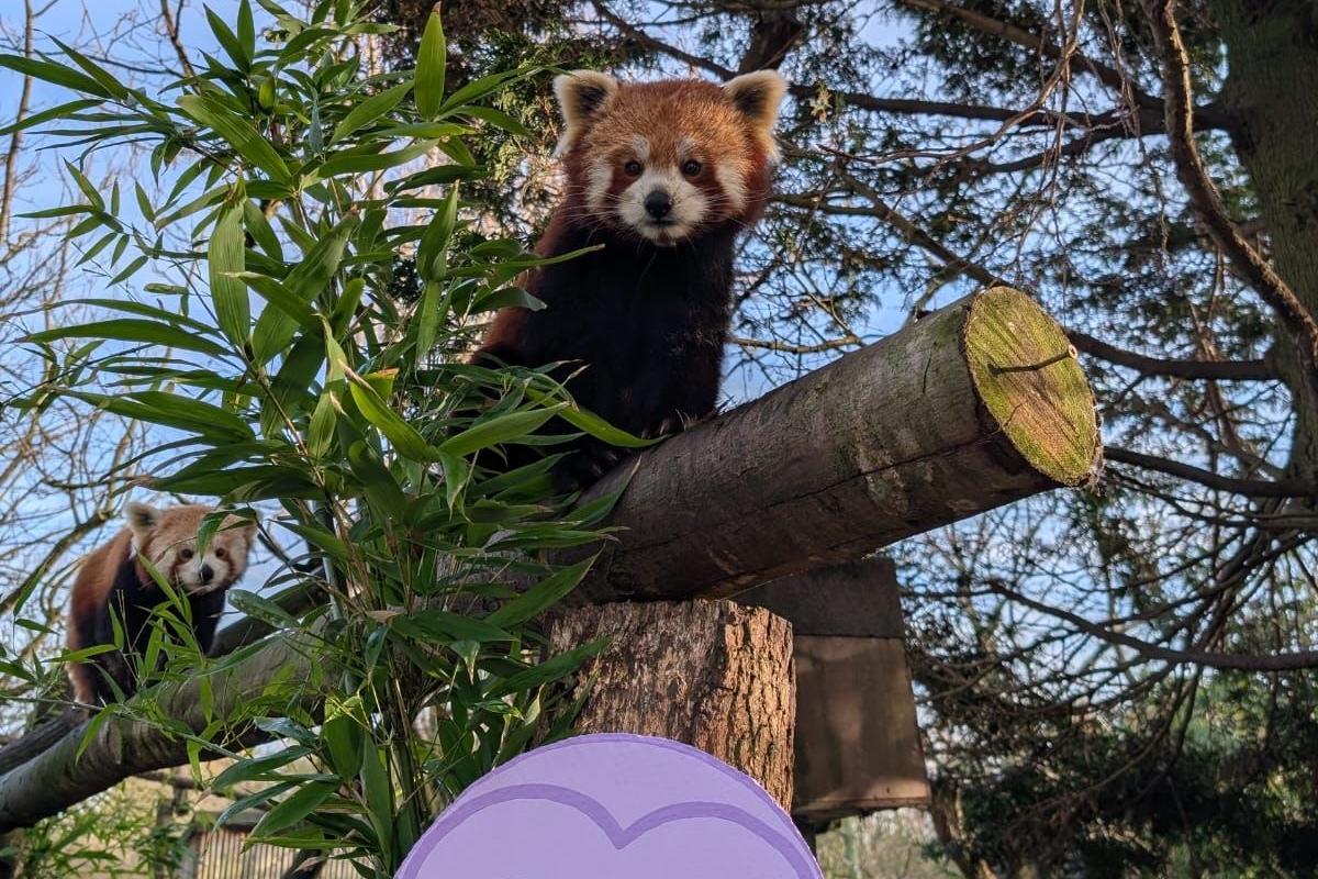 The red pandas loved the Valentine's photoshoot.