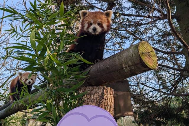 The red pandas loved the Valentine's photoshoot.