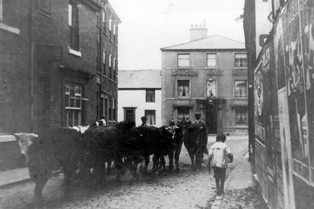 Historic Poulton with cattle being led from the cattle market which was held on land behind the Golden Ball (in the background)
