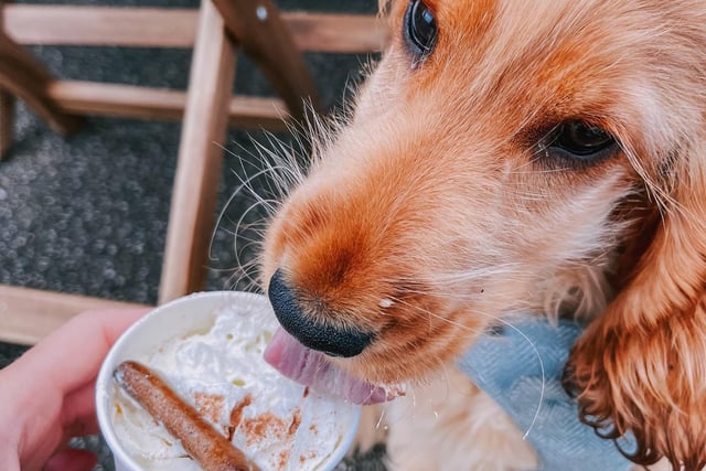 Dogs are welcome in-store - why not treat them to a puppicino?