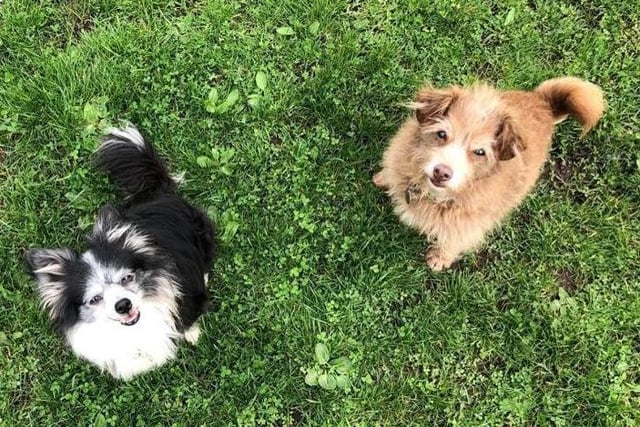 This little old couple have found themselves looking for a new forever home. Lily and Milo came to the centre via an Inspector after their owner was no longer able to care for them. Lily (Chihuahua) is a very sweet girl who loves attention and wants nothing more than to sit on your lap and cuddle. Milo (Terrier) is a more independent but friendly little man who loves to play with his toys. Although they love each other, Lily and Milo do not get on very well with other dogs, so we are looking for them to be rehomed together in a household where they are the only animals. Lily and Milo both have wonderful characters and we think they would be best suited to an adopter who is going to be at home most of the day to provide them with the attention they deserve.