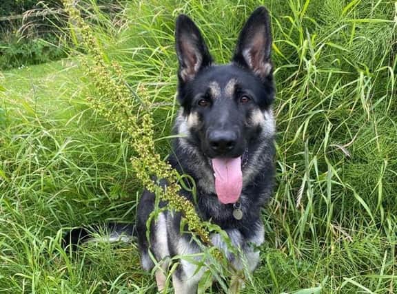 Handsome Aigo is in need of a very special home. He's a German Shepherd and is only 12 months old but has had an extremely poor and unsettled start to life which has left him struggling to trust people. Sadly, he had an accident before he was rescued which led to the amputation of a hind leg. Aigo has missed out on early training and needs an owner who would provide that. Despite his nerves, he has so much affection