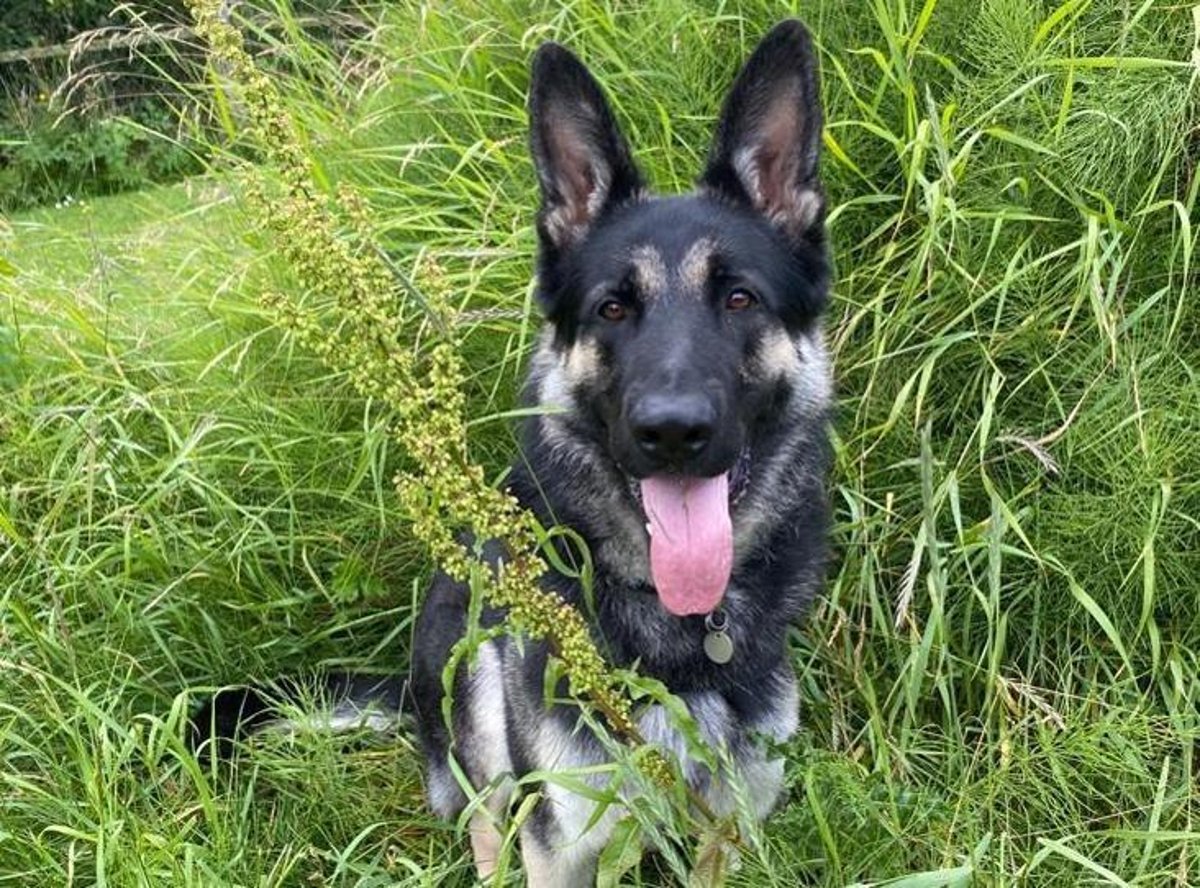 10 adorable pets at Blackpool RSPCA Longview Animal Centre who need their forever homes right now | Blackpool Gazette 10 adorable pets at Blackpool RSPCA Longview Animal Centre who need their forever homes right now | Blackpool Gazette