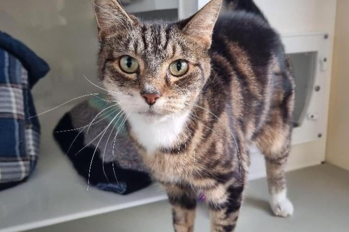 Breed: Domestic Shorthair. Age: Approximately 12. The RSPCA say: Smartie is a beautiful senior lady with the gentlest nature who is looking for a second chance at happiness. As soon as she arrived at the centre, she stole the hearts of the cattery staff. She enjoys the comfort of her trusty hidey home as this is where she spends most of her time relaxing and watching the world go by. She is still shy but has grown in confidence and once she knows you, she will pop her head out of her hidey home and seek human contact.