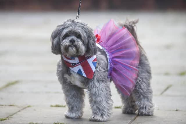 Pictured is Billie in a tutu, at Stanley Park dog club jubilee party.