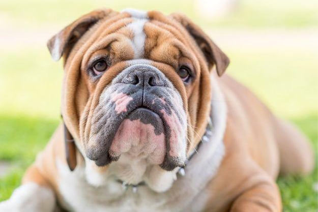 In fifth place was the Bulldog. (Score 78).
Search volume: 1.17M; Instagram tags: 41.3M. Bulldogs are known for their muscular build and distinctive pushed-in nose. They are popular for their calm and courageous temperament, making them reliable, affectionate pets that are good with children.