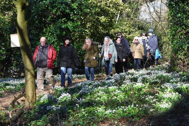 Crowds enjoy the fields of early spring snowdrops in the forest at the Hospital of God, Greatham.