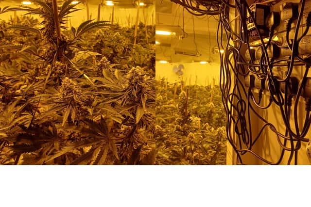 A man has been charged after police seized 800 cannabis plants during a drugs raid in Blackpool (Credit: Lancashire Police)
