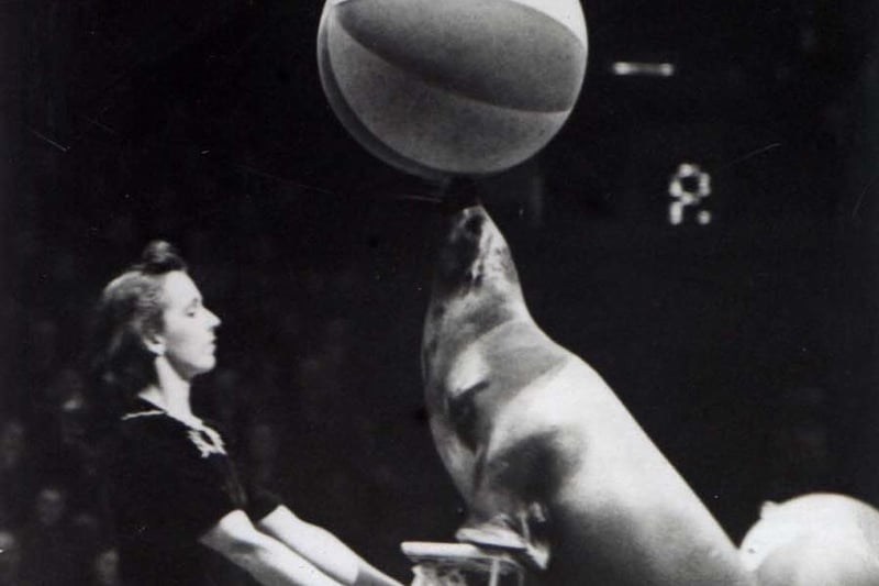 Billy the seal stole the applause with his ball-balancing dexterity, September 1945