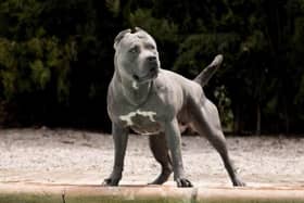 The Prime Minister wants to ban the American XL Bully by the end of the year. Image: Adobe Stock