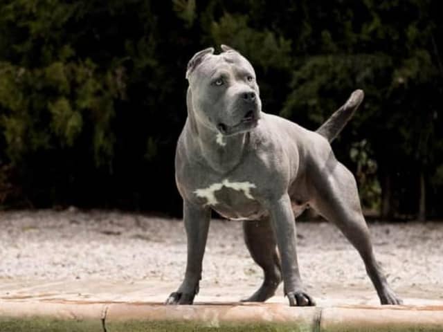 The Prime Minister wants to ban the American XL Bully by the end of the year. Image: Adobe Stock