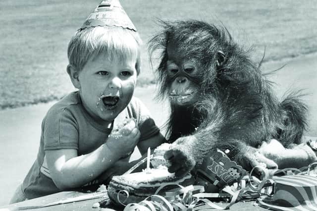 One of the Zoo's most famous animals Vicky the Orangutan at her first birthday in 1985, enjoying the occasion with a youngster