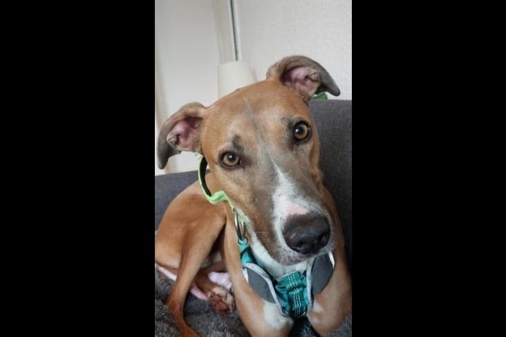 Gorgeous Alvin is big soft five-year-old Bull Lurcher who has been with the RSPCA for some time. Although he is a large dog, he is a big gentle giant. Typical to his breed he loves to explore and find new scents to investigate so he would love a home where he can go on long adventures with his forever family. He can live with children 10+ that are dog savvy, but no other pets.