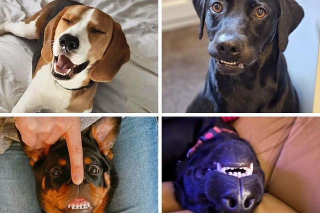 Some of the hilarious pics of readers' dogs smiling.