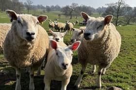 Farm animals