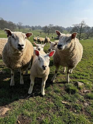 Farm animals