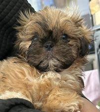 12-week-old Gizmo.
