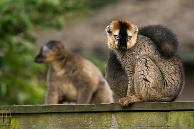 Also in 1999 Lemur Wood was built on the site of the old Giant tortoise enclosure. This facility houses three species of lemur; Ring-Tailed, Black and Red Ruffed (pictured)