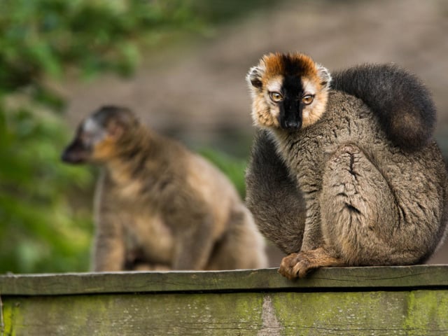 Also in 1999 Lemur Wood was built on the site of the old Giant tortoise enclosure. This facility houses three species of lemur; Ring-Tailed, Black and Red Ruffed (pictured)