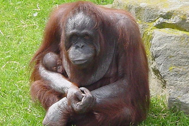 Orangutan Vicky, undoubtedly on of the Zoo's biggest characters, nursing her baby