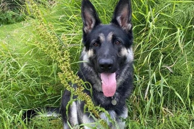 Handsome Aigo is in need of a very special home. He arrived at the centre via an inspector due to concerns for his welfare. Aigo has had an extremely poor and unsettled start to life which has left him struggling to trust people. He is a very nervous dog when meeting new people and although it takes a bit of time to gain his trust, he is a very affectionate boy once he knows you.
