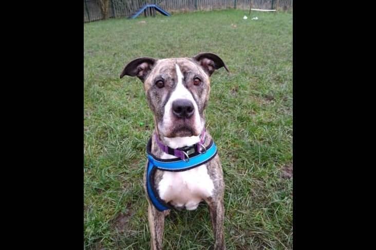 Tess is a beautiful seven-year-old Mastiff cross. She is a lovely girl who takes everything in her stride, is very independent and food driven. She is looking for a home with no other animals and can be rehomed with children aged 16+.