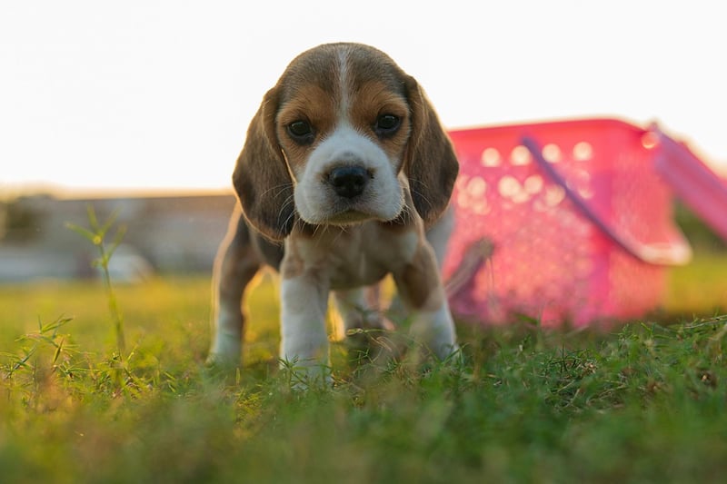 The Beagle is a classic example of a dog breed that isn't necessarily the most obedient of breeds but is still unlikely to bite. These mischievous hounds can be a nightmare to train, often try to escape and may get into numerous scrapes and adventures. They have an utter lack of malice though, meaning your favourite pair of shoes are at more risk than any person they meet.